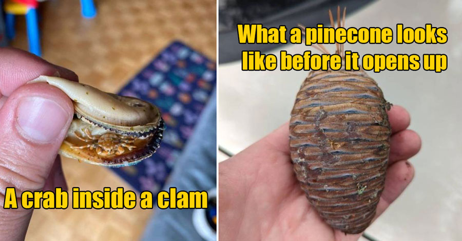 cool things - a crab inside a clam -  a pinecone before it opens