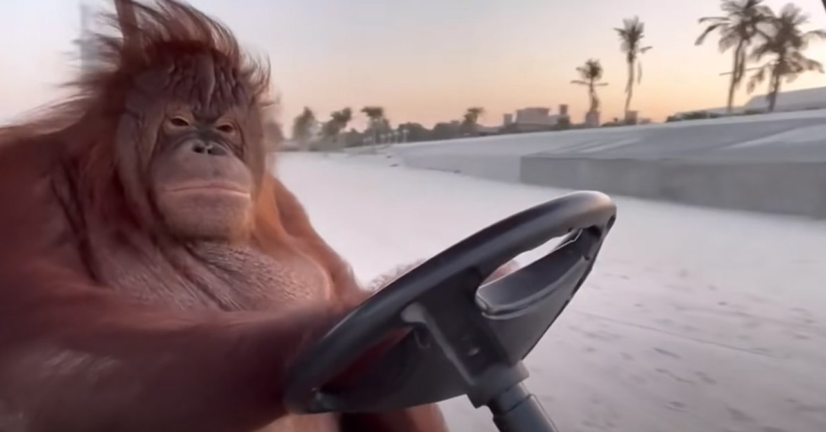 a monkey driving a golf cart