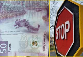 a 50 dollar bill with a axolotl on it and a wooden stop sign