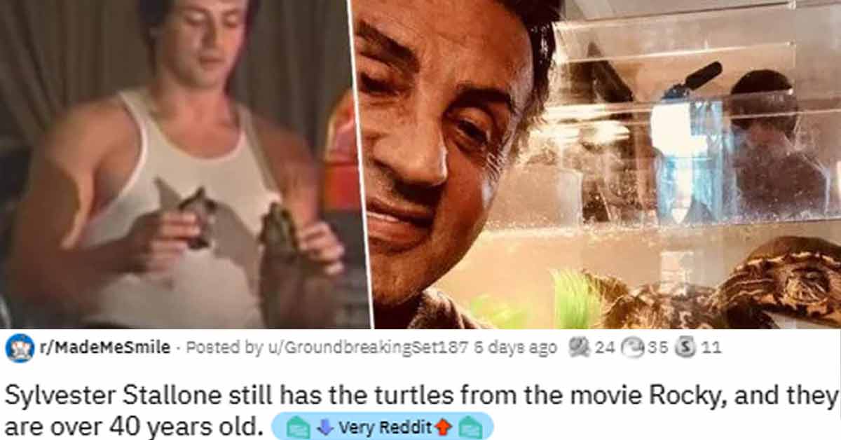 sylvester stallone turtles - rMadeMeSmile Posted by uGroundbreakingset187 5 days ago 2435 S 12 Sylvester Stallone still has the turtles from the movie Rocky, and they are over 40 years old. Very Reddit