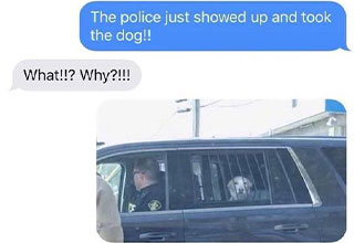 dumb jokes and funny memes -  the dog was arrested
