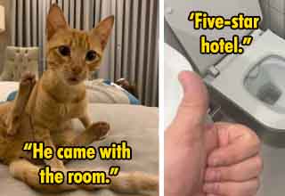 Hotels are, for better or worse, kind of like Forrest Gump's <strong><a href="https://www.ebaumsworld.com/pictures/hotel-workers-reveal-the-weirdest-things-theyve-found-in-guests-rooms/86274877/">box of chocolates</a></strong>; you never know what you're going to get. Though, it should be said, that most chocolate boxes exactly indicate everything you're going to get. Nonetheless, the analogy still holds true here in that a hotel may have five-stars or promise you an authentic "bed and breakfast" experience, but it's only once you're in the belly of the beast can you find out the truth. 




