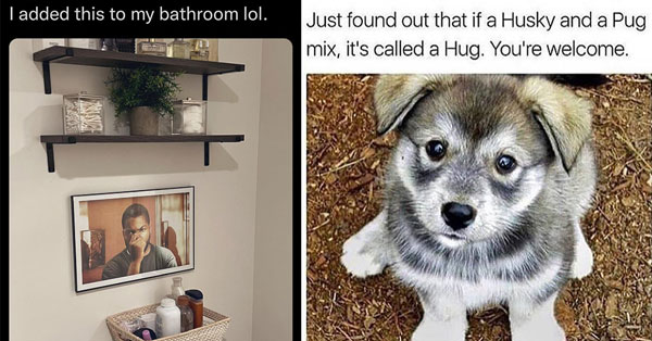 funny tweets - silly picture in a bathroom - husky pug mix