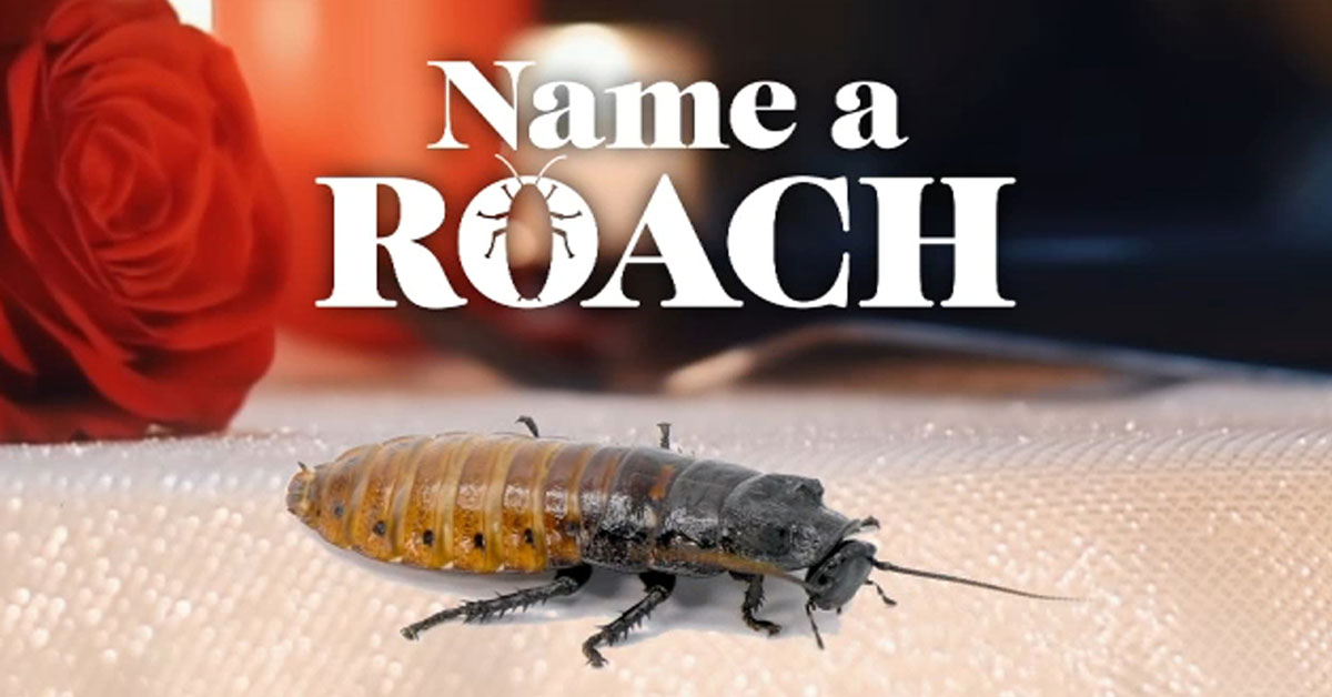 Bronx Zoo name a roach after your ex