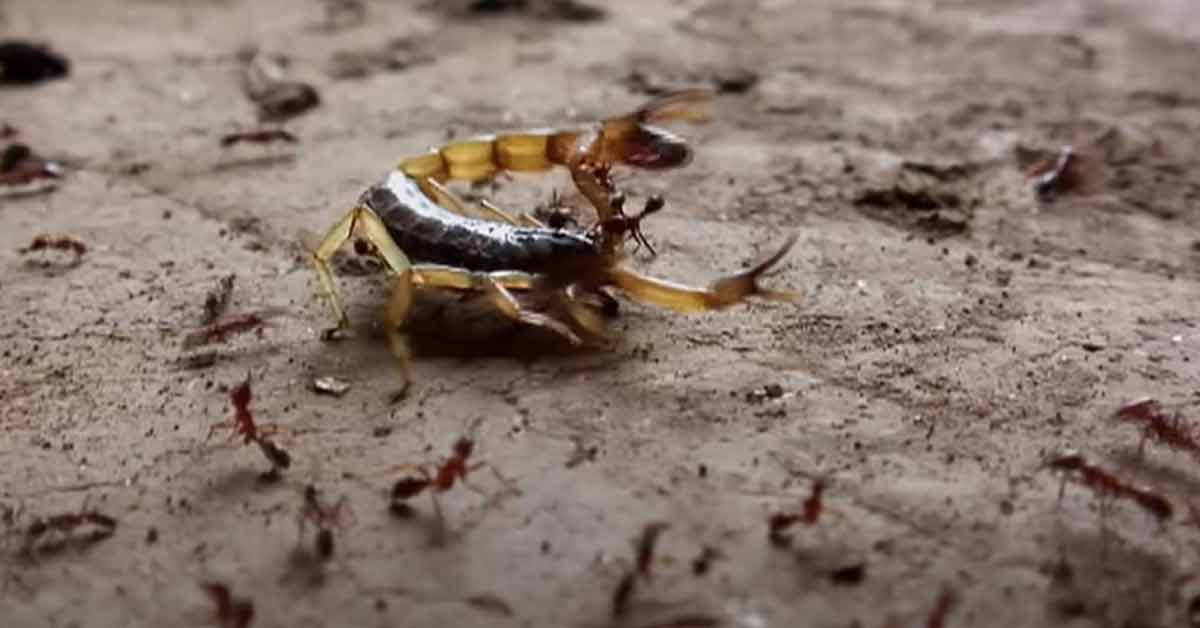 Driver attants attacking a scorpion