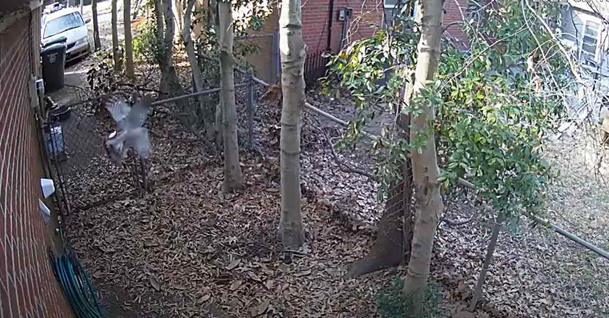 a bird being slammed into the wall by a hawk