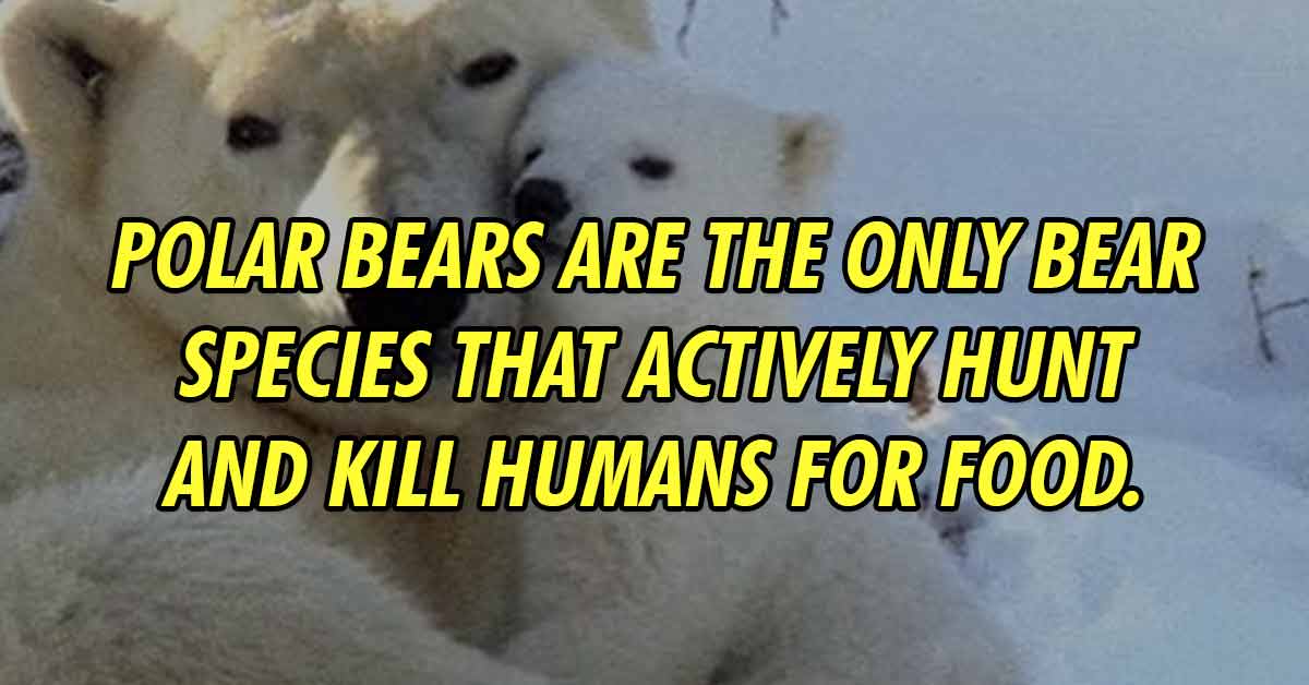 cuddly animals - Polar bears are the only bear species that actively hunt and kill humans for food.