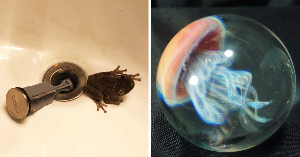 cool things and pics - jellyfish - frog in drain