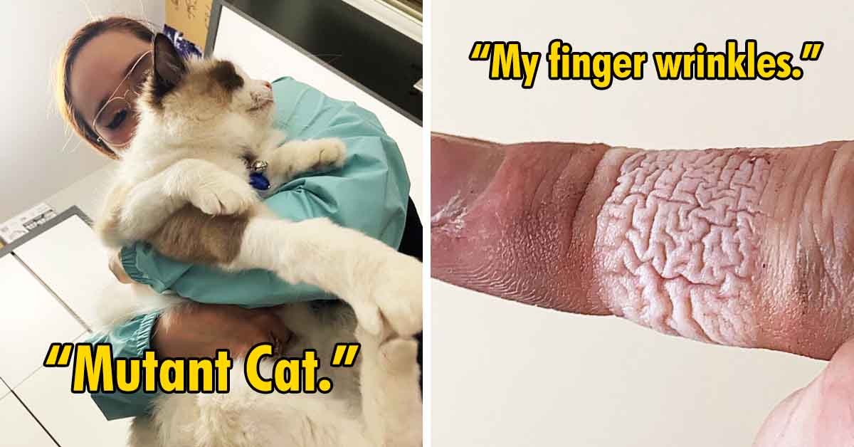 mutant cat with extra paw, wrinkled skin from band aid