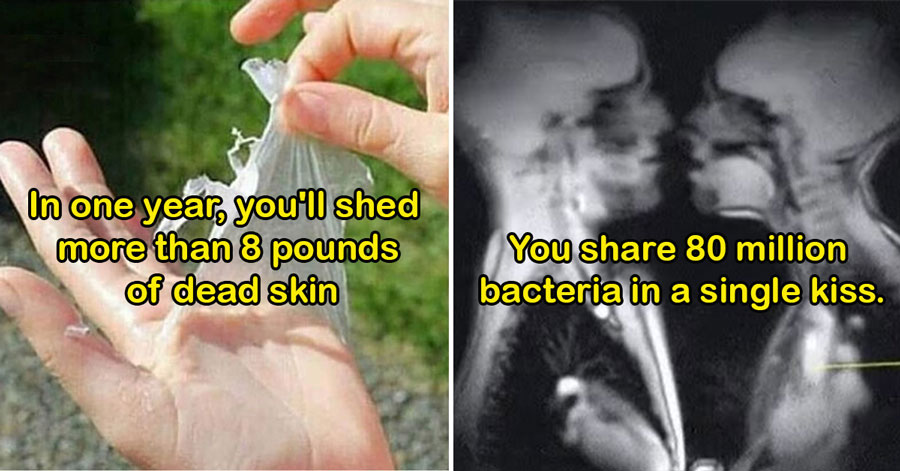 strange facts -  you shed 8 pounds of skin -  sharing germs when you kiss