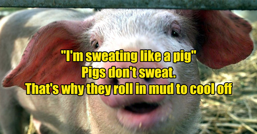 famous sayings -  sweating like a pig