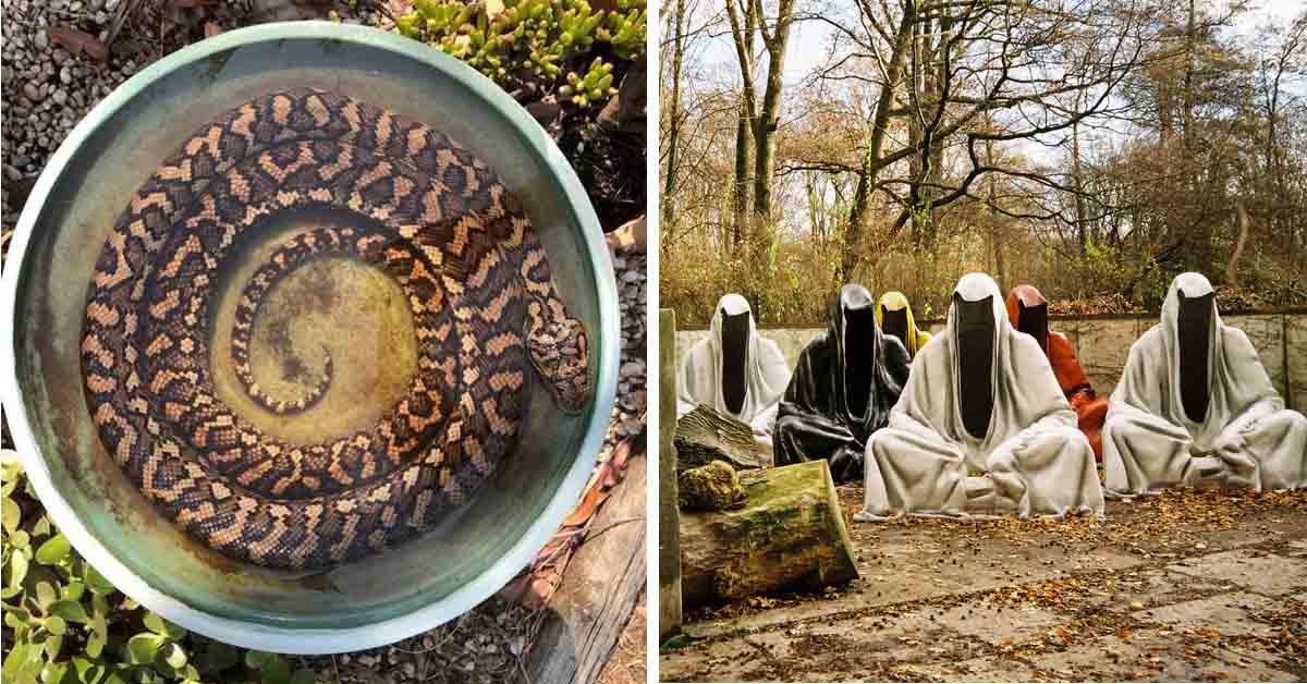 snake cooling off in bird bath, hooded statues