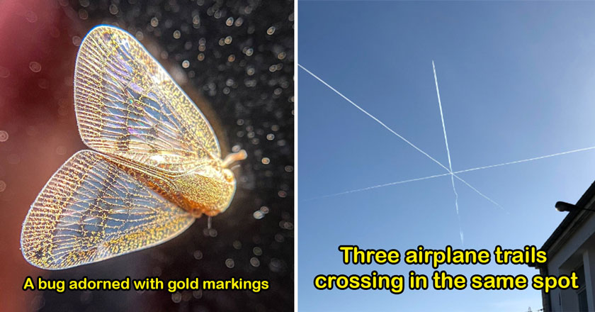 cool stuff -  airplane trails and a bug covered on gold