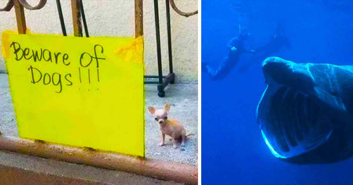 beware of dog sign with chihuaha, diver beside huge basking shark