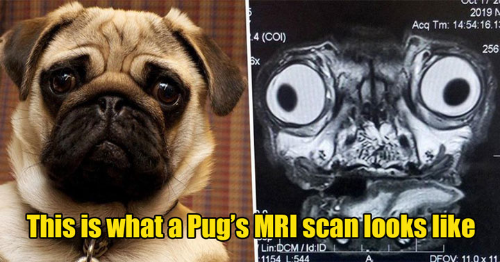 fascinating photos -  pug MRI photo