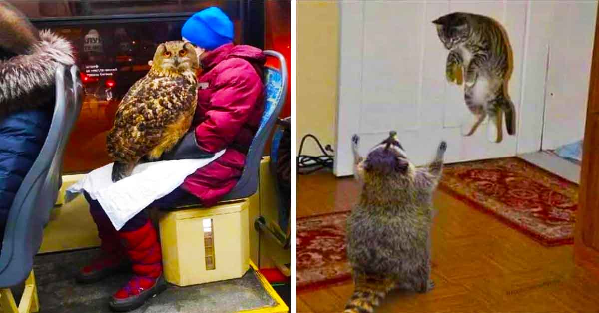 owl on passenger's lap, raccoon startling cat