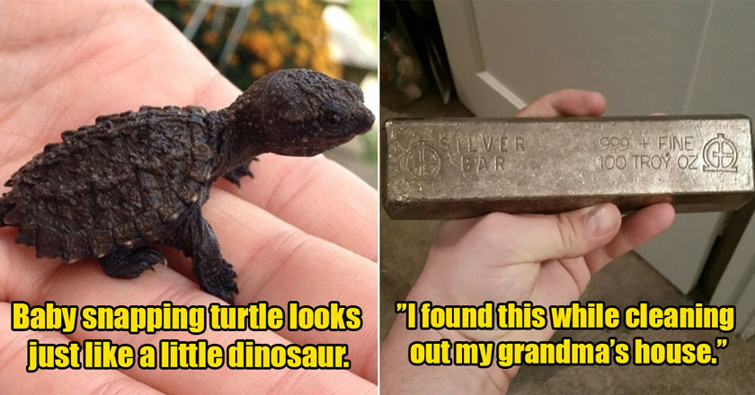 baby snapping turtle looks like a dinosaur