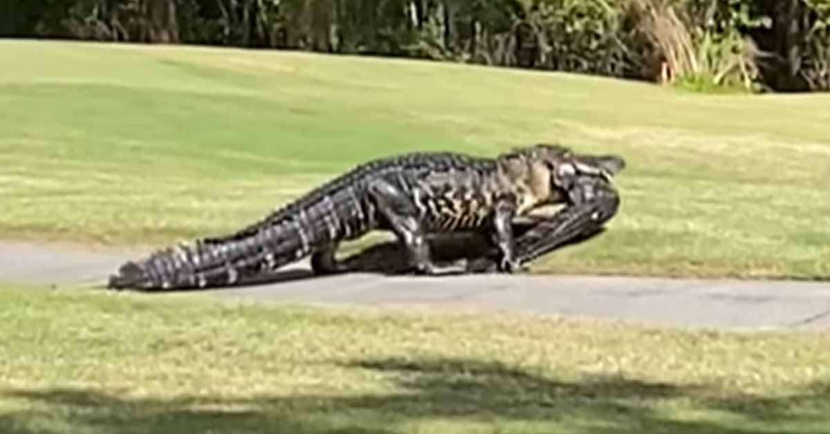 huge alligator eating another