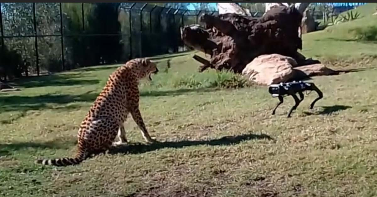 a cheetah going after a robot dog