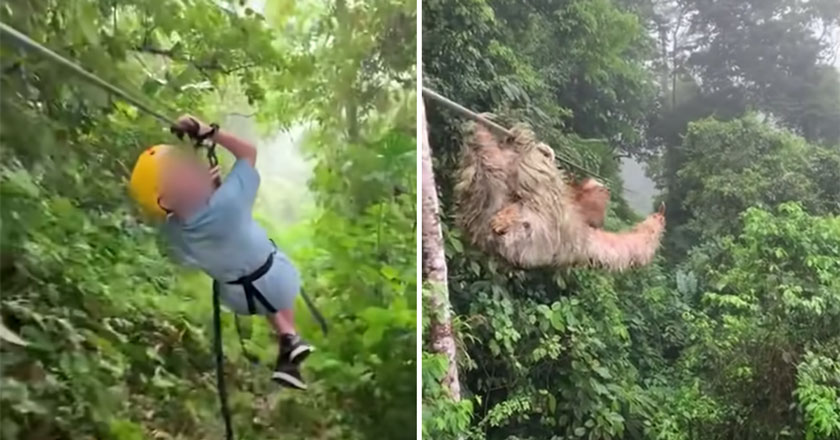 kid on. zipline runs head first into a sloth