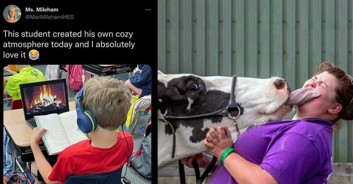 a kid reading a book with a fireplace video on his laptop and a woman getting licked by a cow