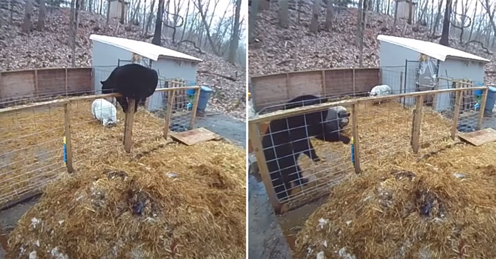 black bear gets kicked out of pig pen by angry pigs