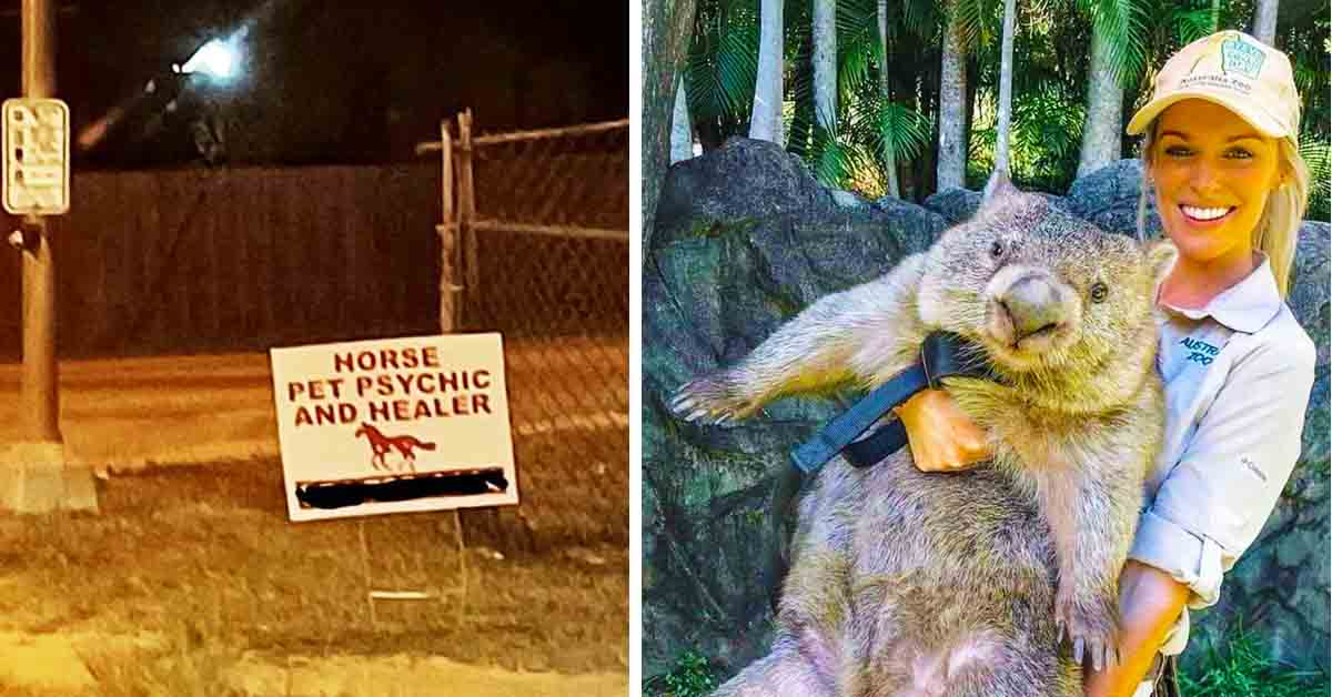 funny sign, zookeeper with huge animal