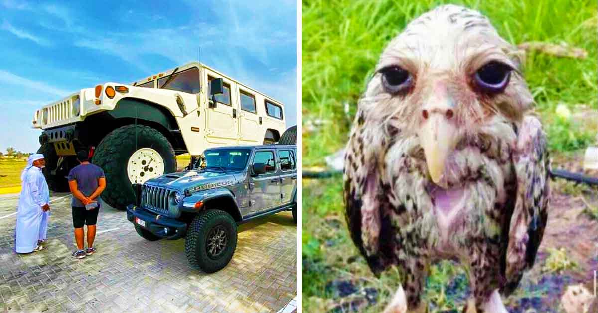 giant truck, weird owl