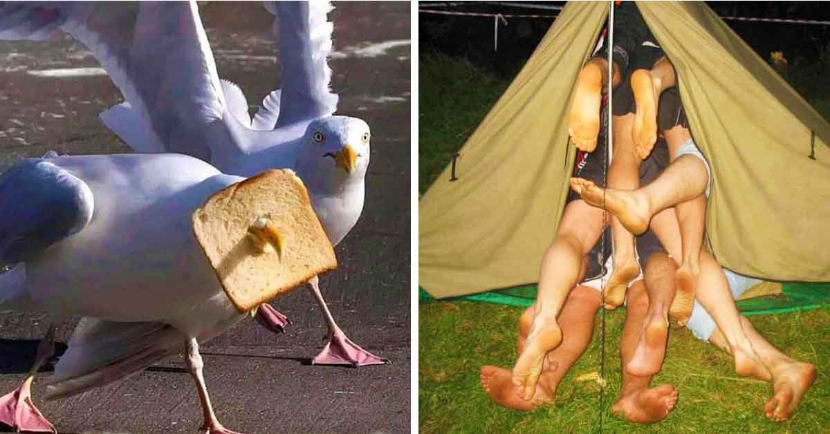 seagull with toast, people in tents