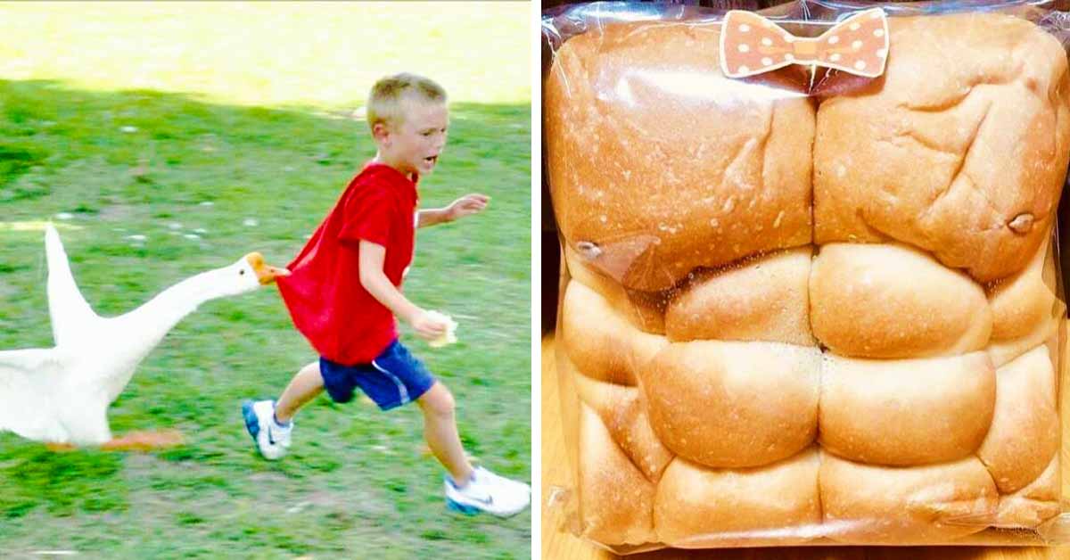 goose chasing kid, six pack bread