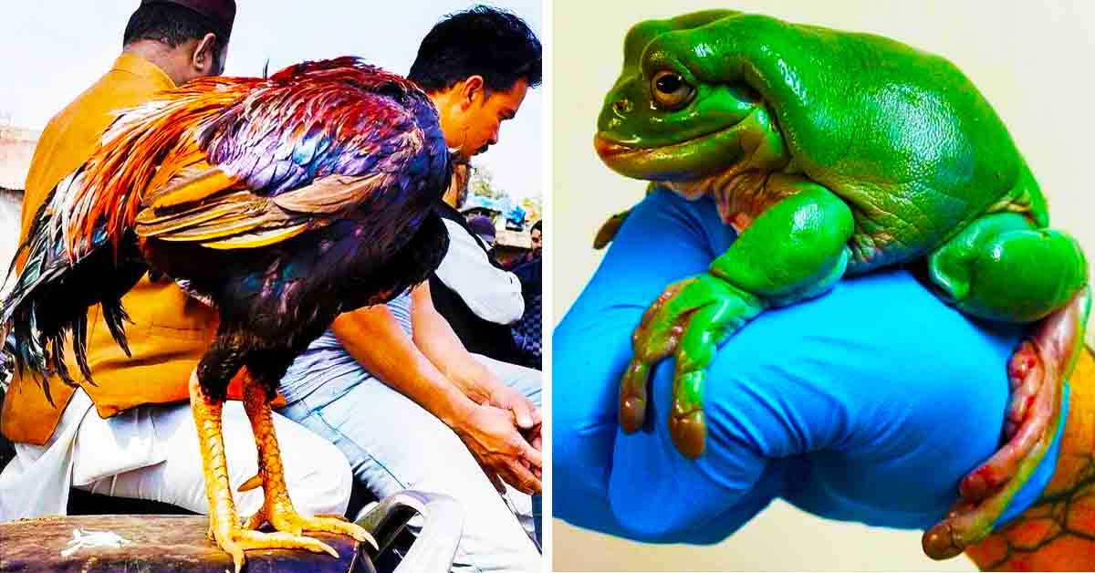 funny pheasant, giant frog