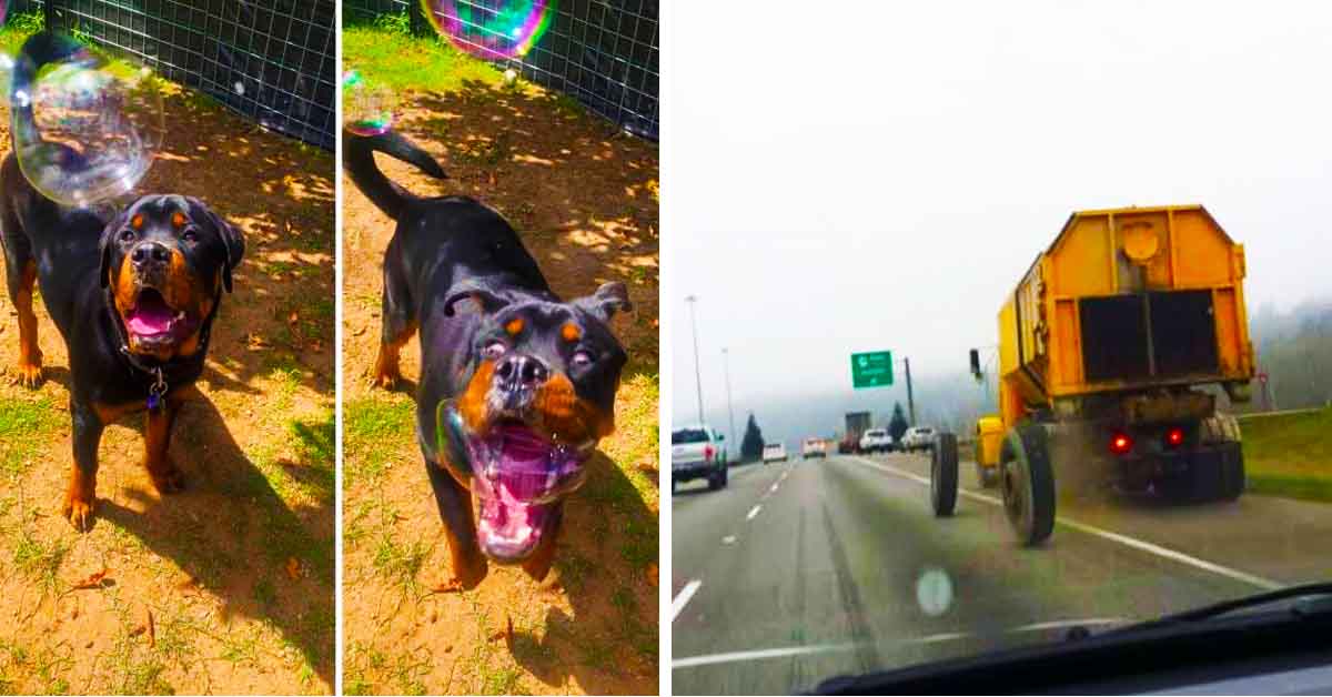 dog biting bubble, truck tires