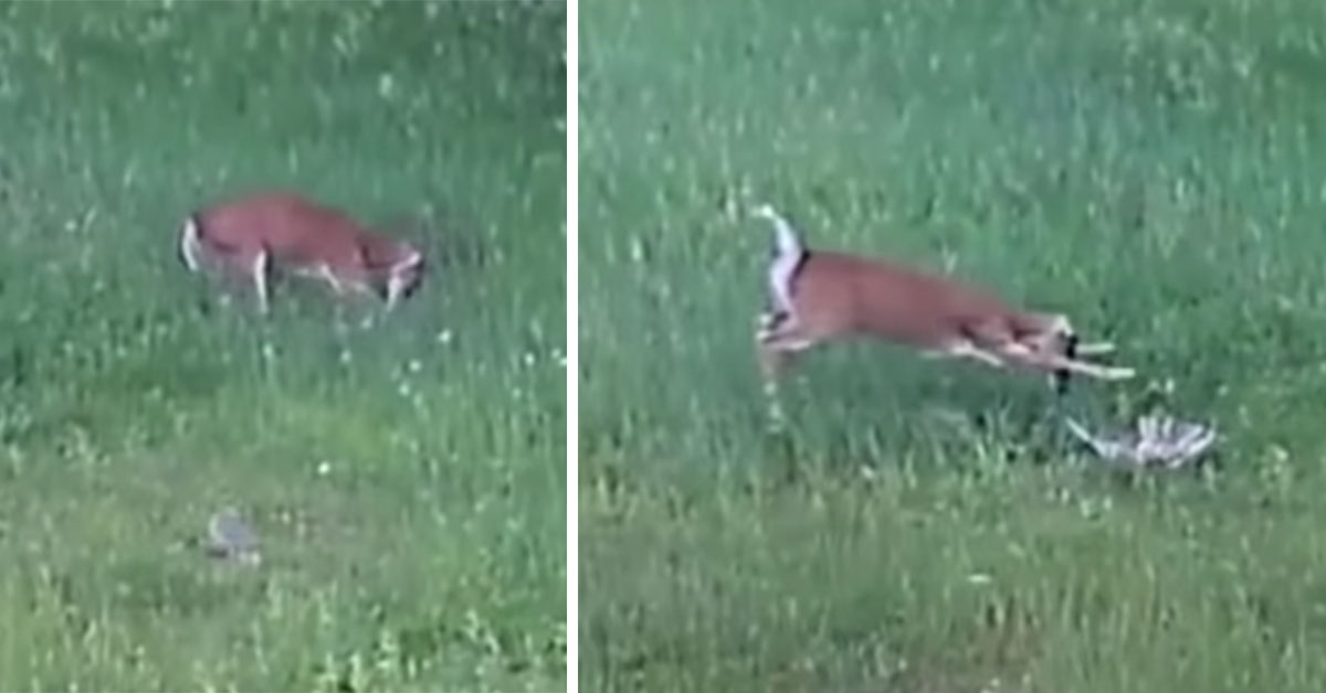 deer defends rabbit kills hawk