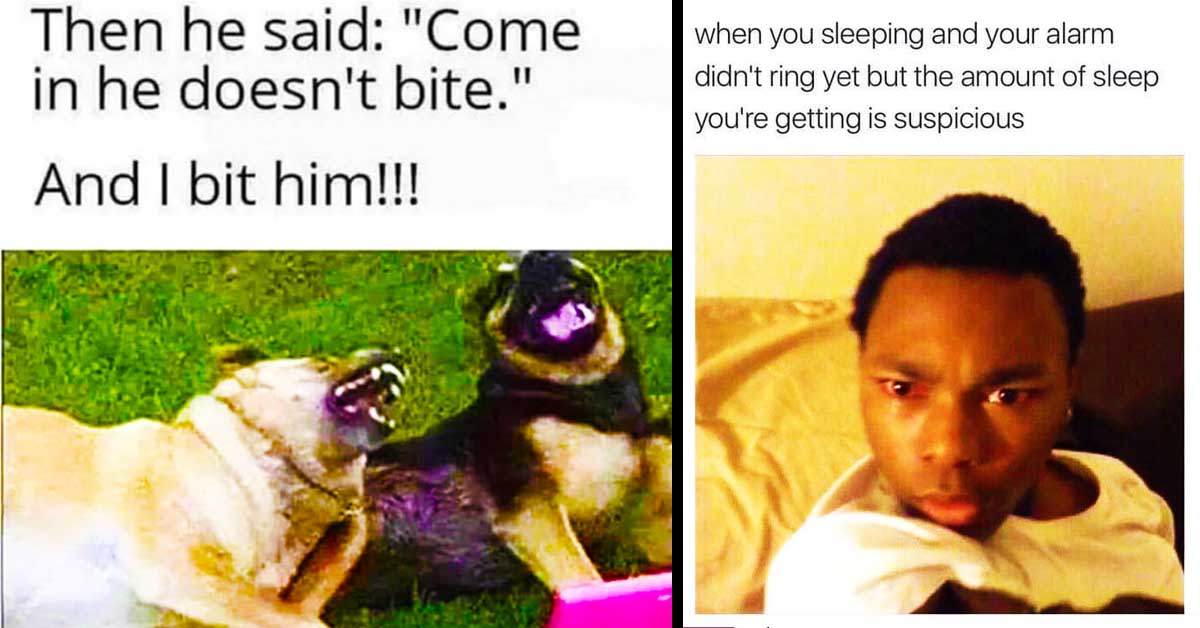 funny dog meme, alarm clock meme