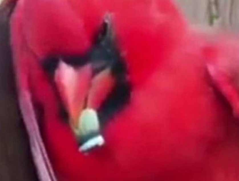 a cardinal smoking a joint