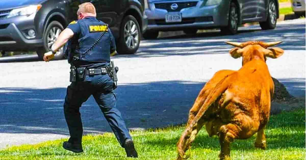 policeman running from bull