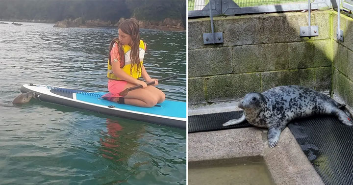 Spearmint the seal hanging out with a kid on a paddle board