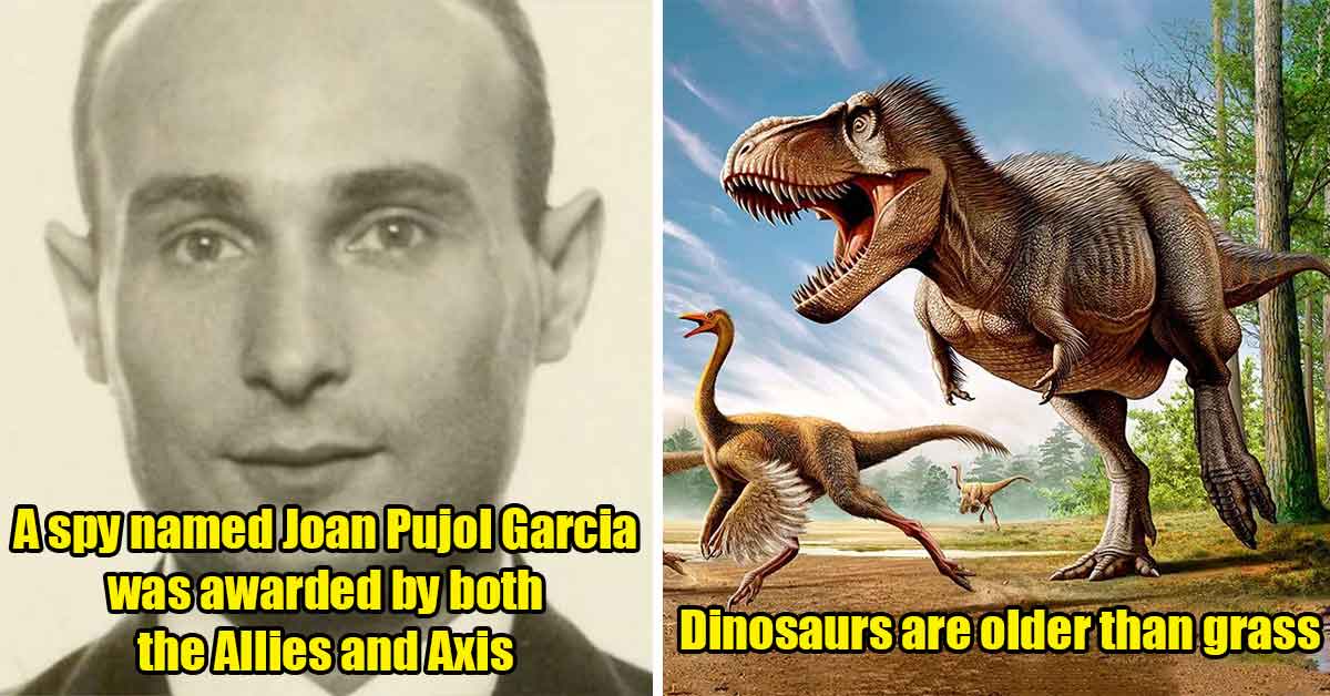 Fun Facts - Spy, Dinosaur