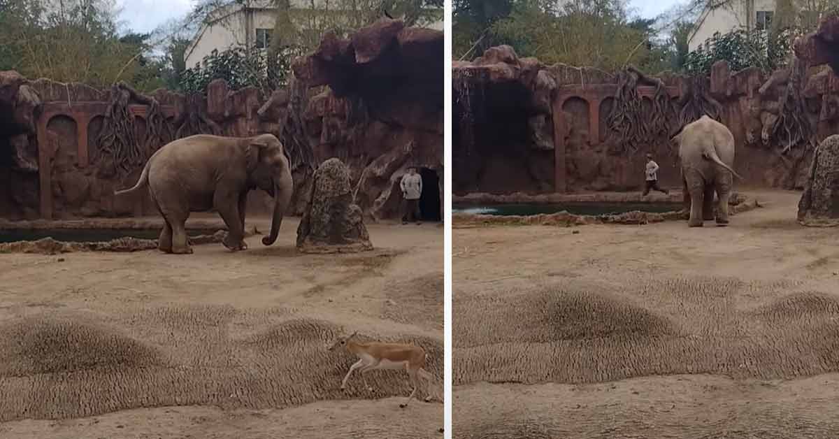 an elephant alerting a zoo keeper to a drowning antelope