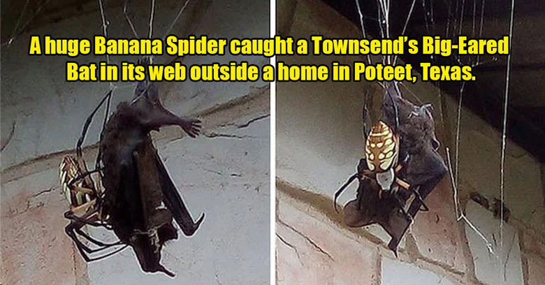 wtf nature -  banana spider eating a bat