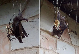 wtf nature -  banana spider eating a bat