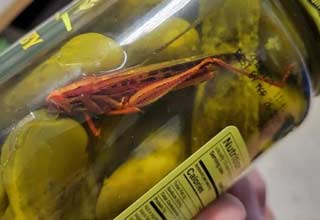 a grasshopper in a jar of pickles