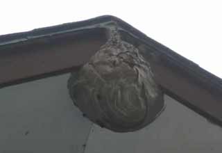 huge wasp nest on roof