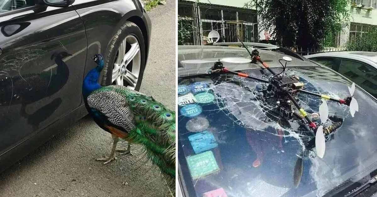a peacock scratching up a car