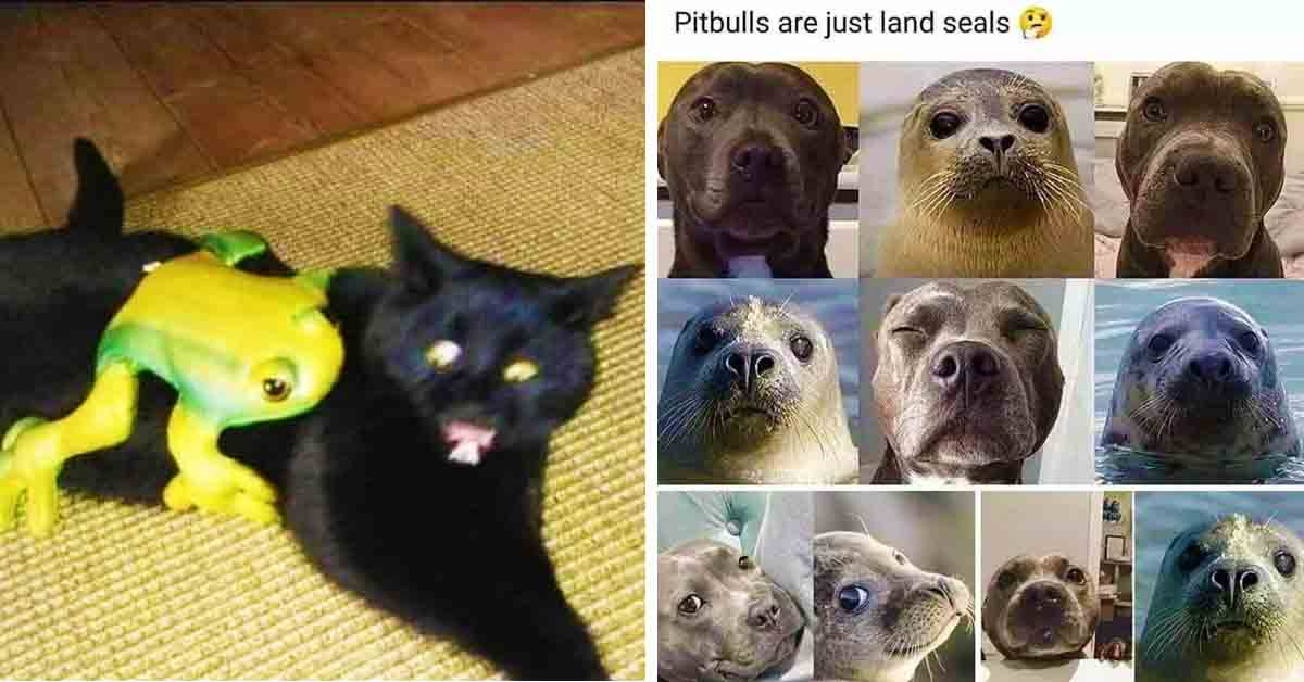 startled cat, pitbull seals meme