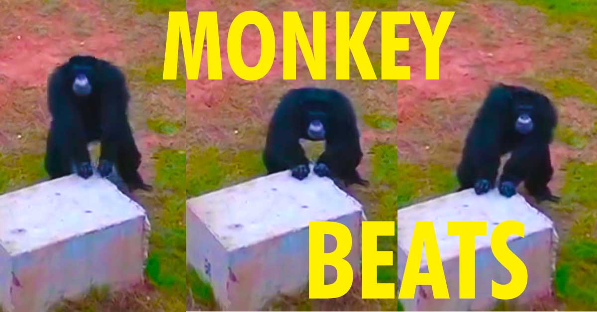 monkey beats				           beat out monkey noises original