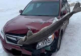 a car that hit a frozen fish