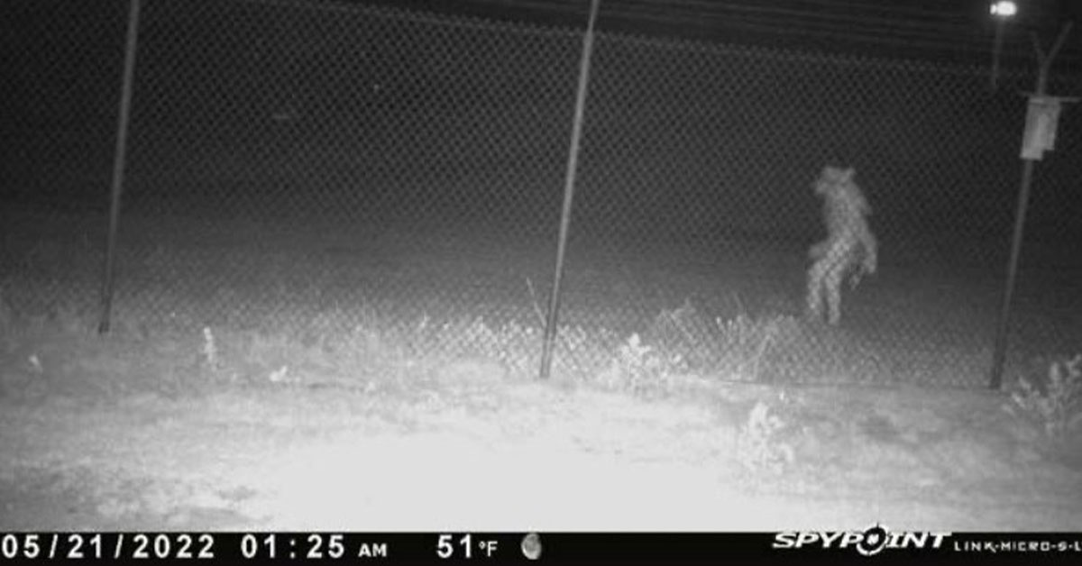 strange creature spotted on camera at an Amarillo zoo