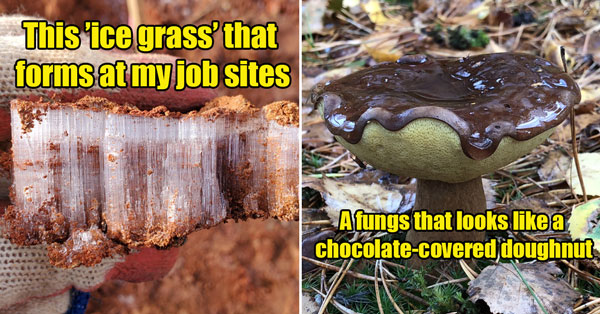 ice grass - ice crystals frozen in the form of grass - a mushroom that looks like a chocolate covered doughnut