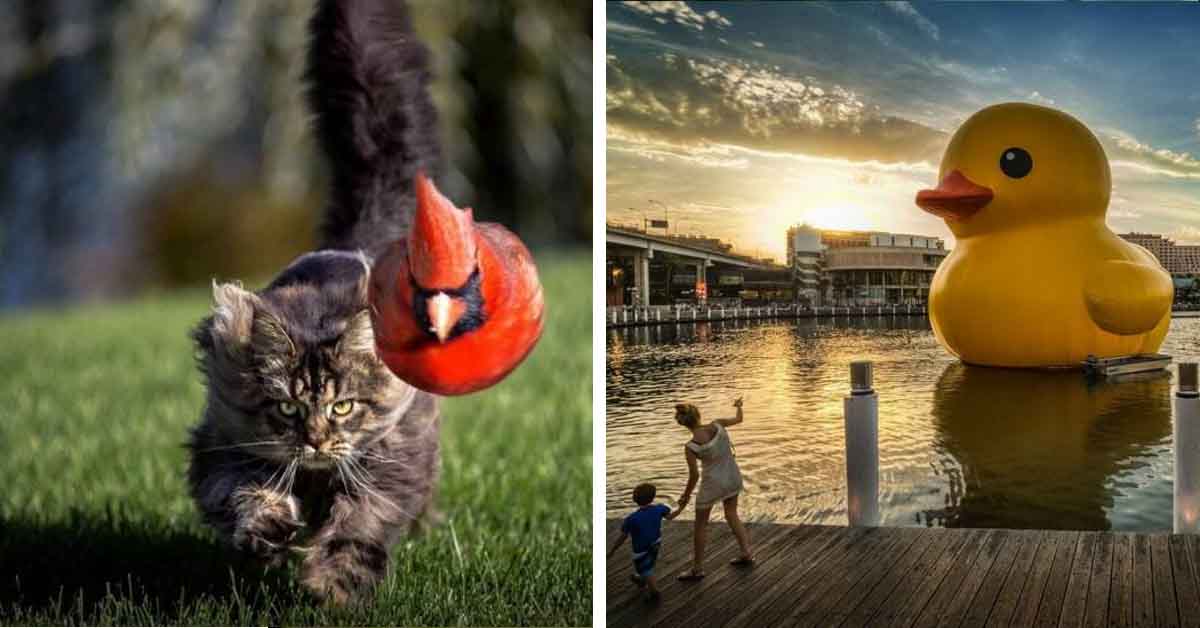 cat chasing bird, giant duckie